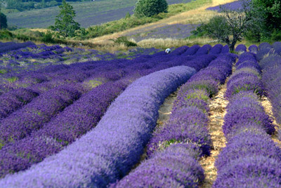 La Provence par Max Tranchard Photo 3