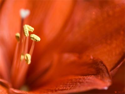 Macro 01