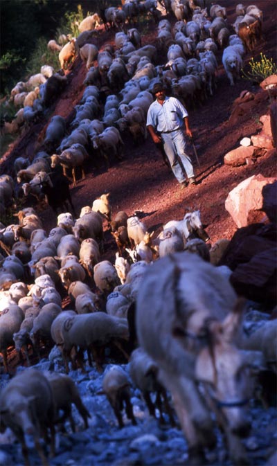 Transhumance
