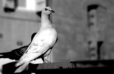 Pigeon Aix en Provence